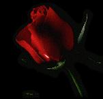 rose.jpg